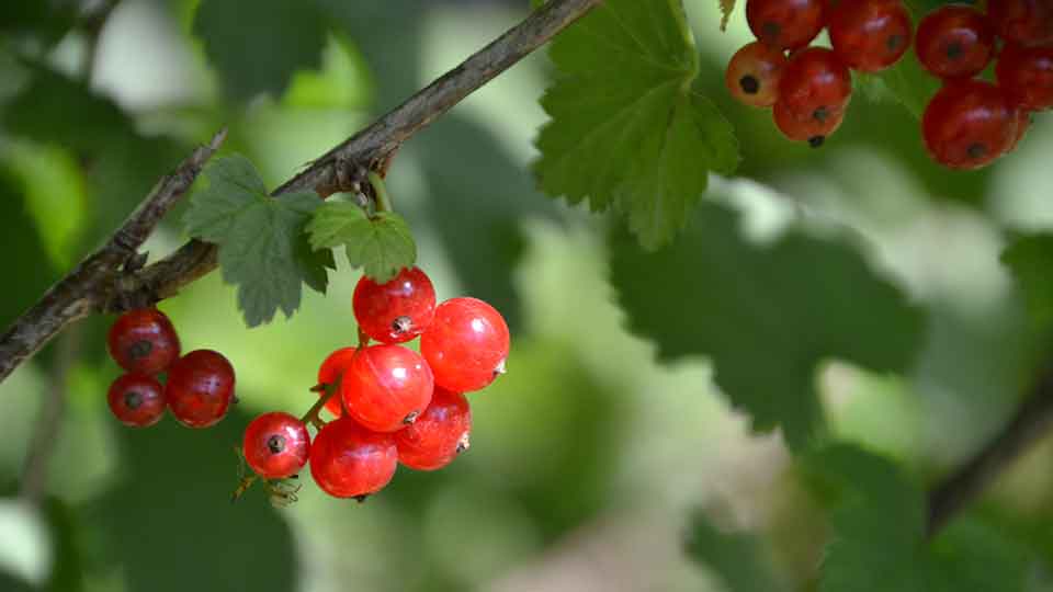 Johannisbeeren