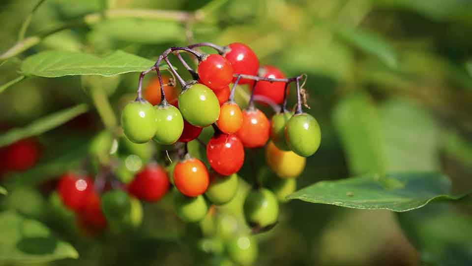 Bittersüßer Nachtschatten