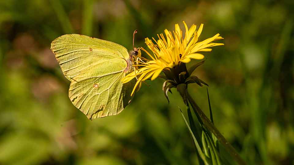 Zitronenfalter