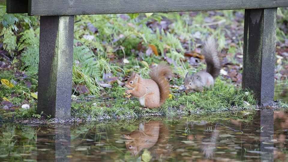 Eichhörnchen