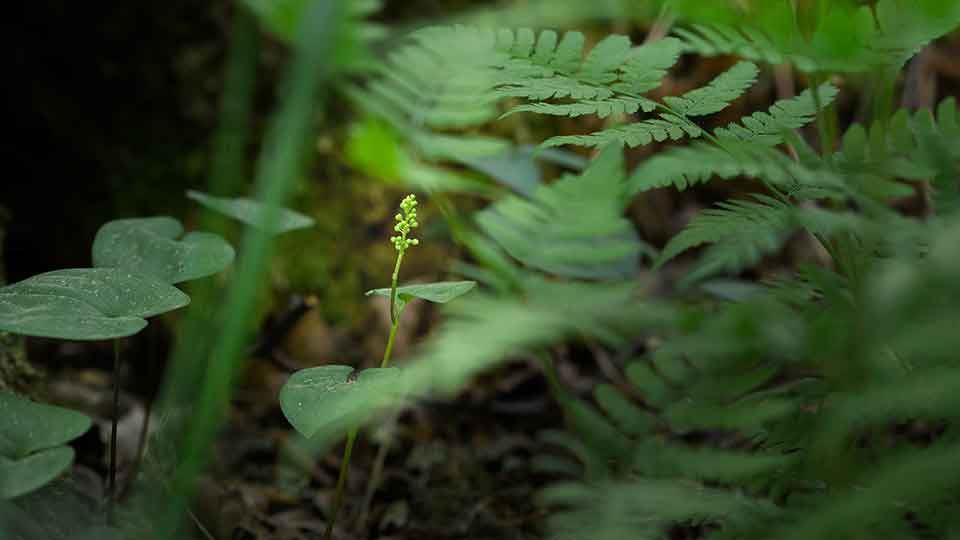 Schattenblume