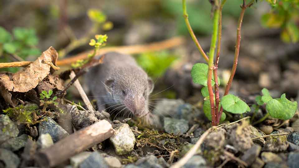 Spitzmaus