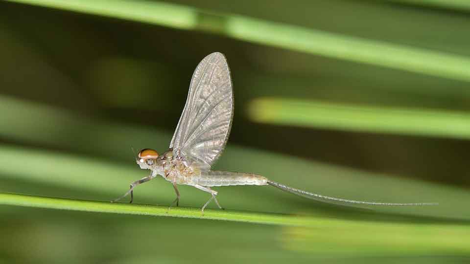 Eintagsfliege