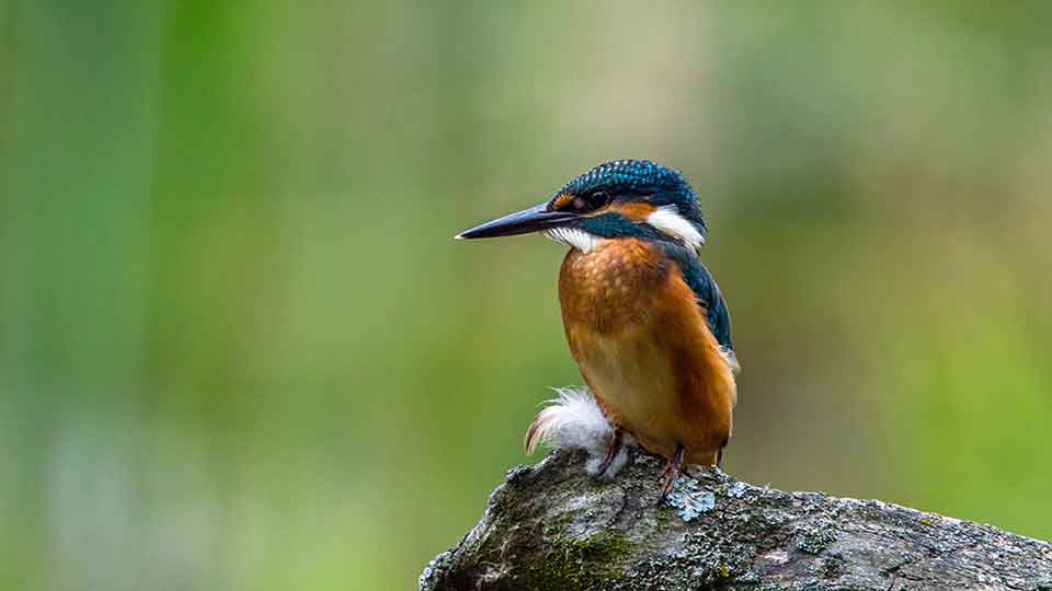 Eisvogel