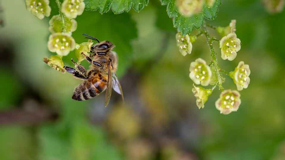 Bienen