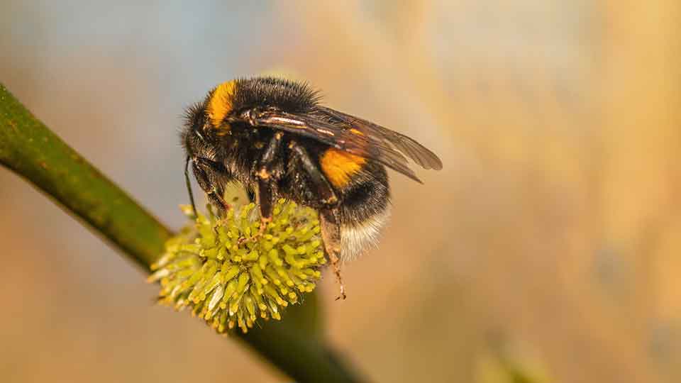 Erdhummel