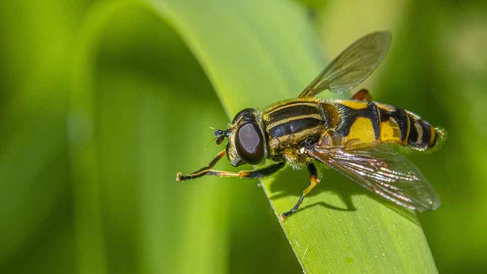 Schwebfliegen